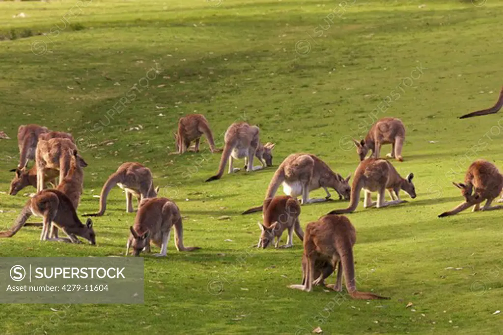 Eastern Grey Kangaroo - herd, Macropus giganteus