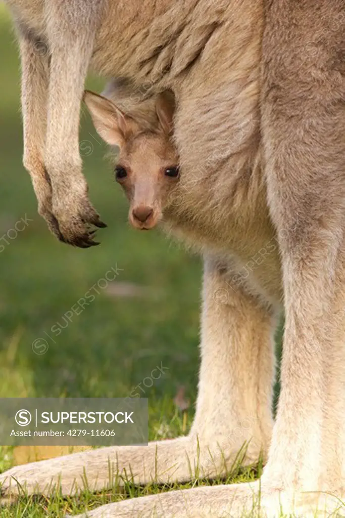 Eastern Grey Kangaroo - cub is looking out of the bag, Macropus giganteus