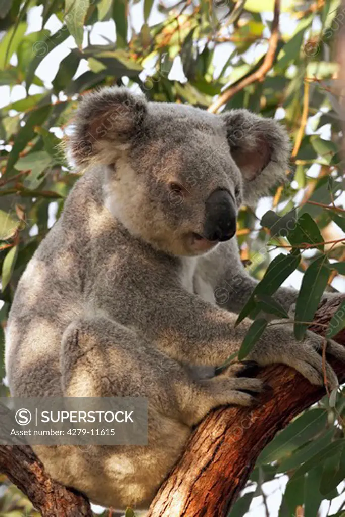 Koala - sitting on a tree, Phascolarctos cinereus