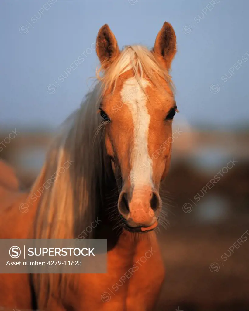 Palomino horse - portrait