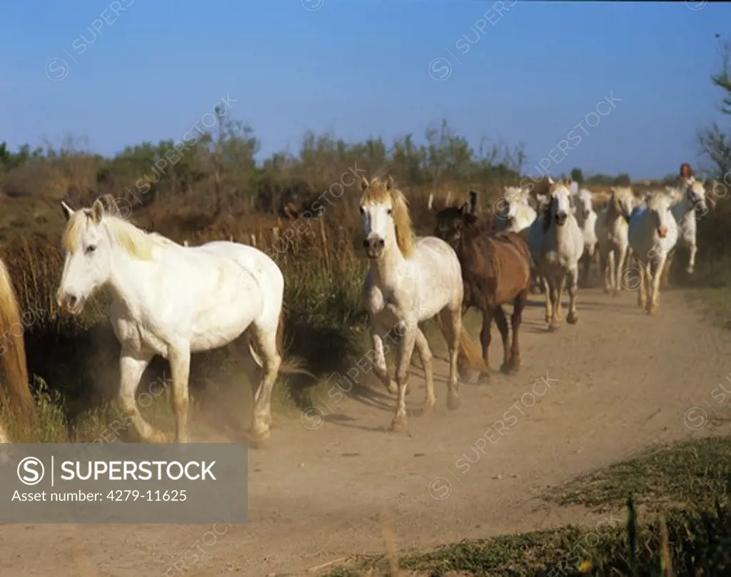 Camargue horses - herd
