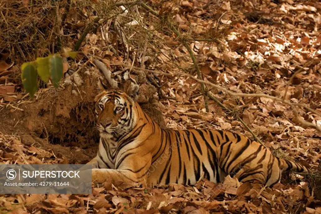 Bengal tiger lying, panthera tigris tigris