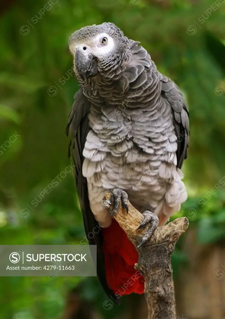 grey parrot - on branch, Psittacus erithacus