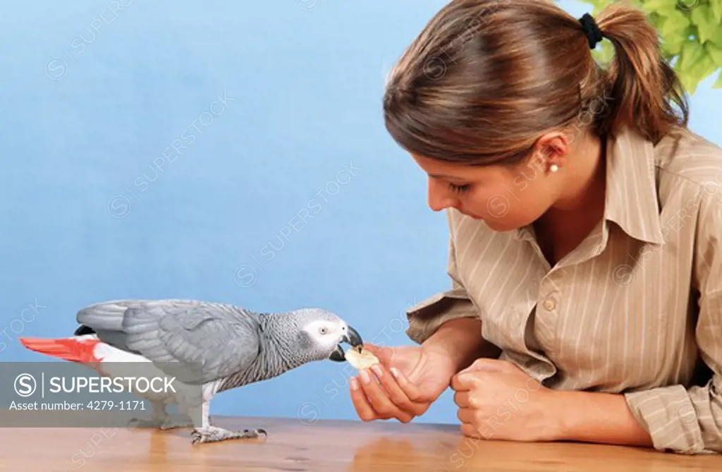 young woman is feeding grey parrot with banana, Psittacus erithacus