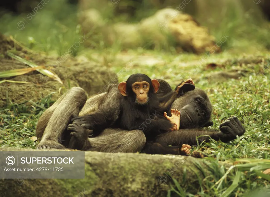 chimpanzee with cub, Pan troglodytes