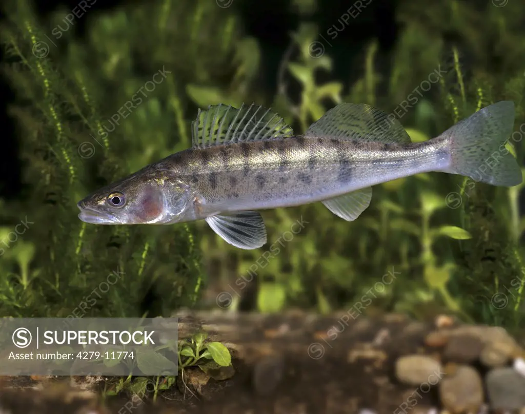 pike-perch - swimming - lateral