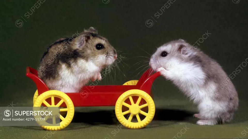 two striped hairy-footed hamster - playing with toy, phodopus sungorus