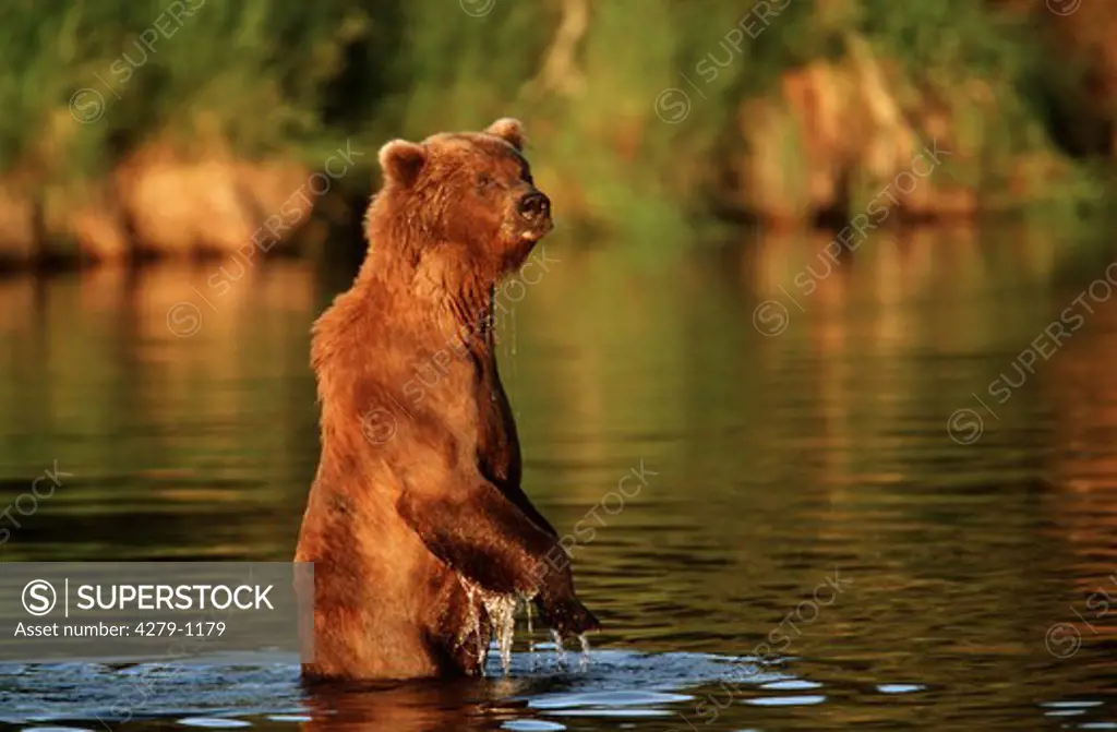 brown bear haveing a bath in the lake, ursus arctos