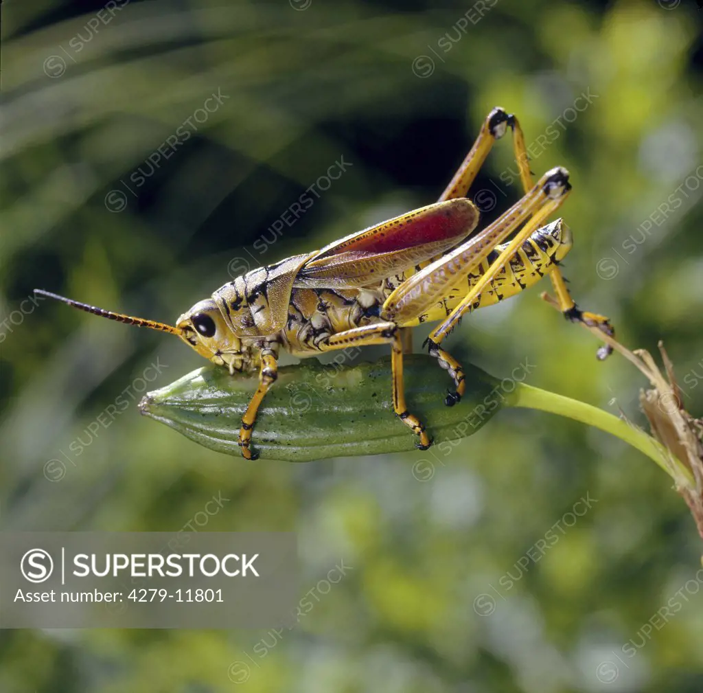 grasshopper - pegging to a plant