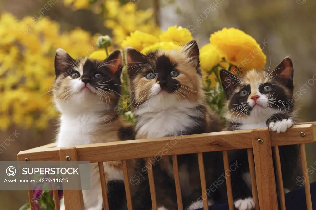 three young multicolored domestic cats
