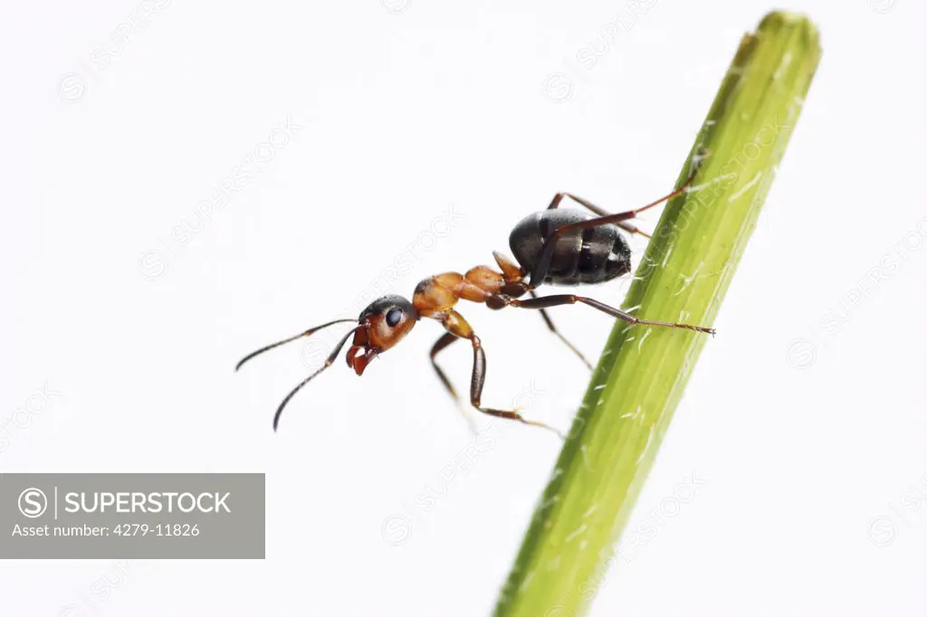 Wood ant - on stalk - cut out, Formica rufa
