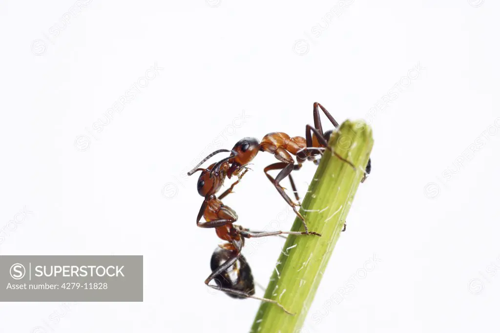 two Wood ants - meeting on stalk - cut out, Formica rufa