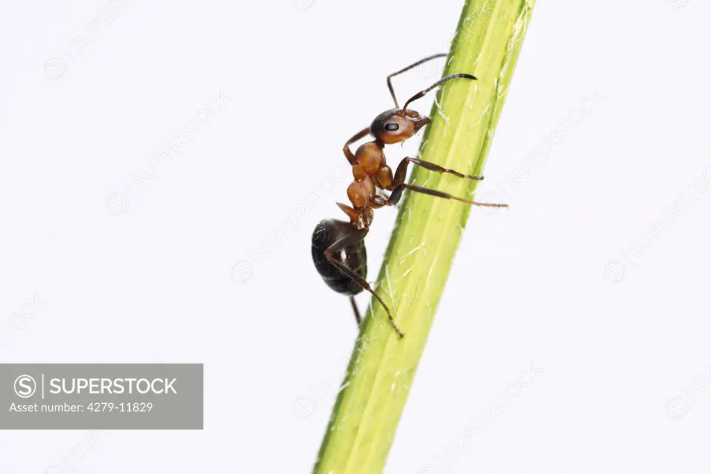 Wood ant - on stalk - cut out, Formica rufa