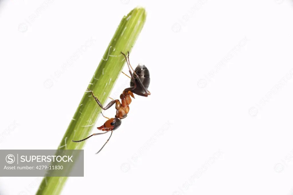 Wood ant - scale down a stalk - cut out, Formica rufa