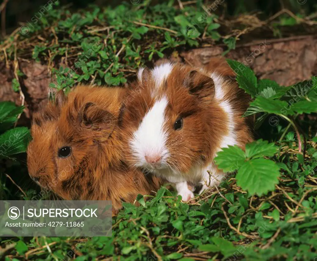 two young guinea pigs - sitting on forest ground