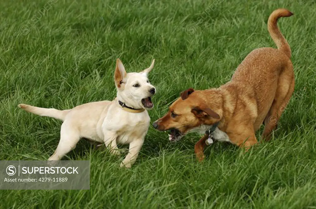hybrid puppy and labrador retriever puppy - playing