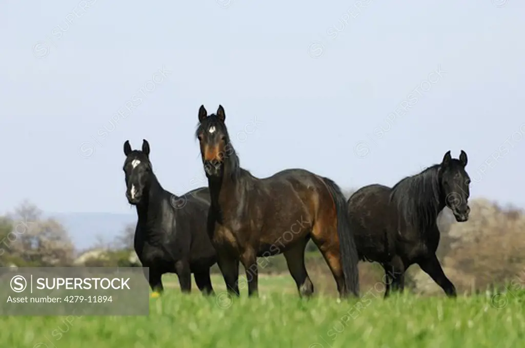 three blooded arabians - standing on grass