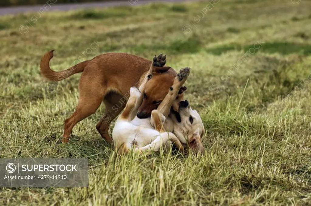 hybrid puppy and labrador retriever puppy - playing