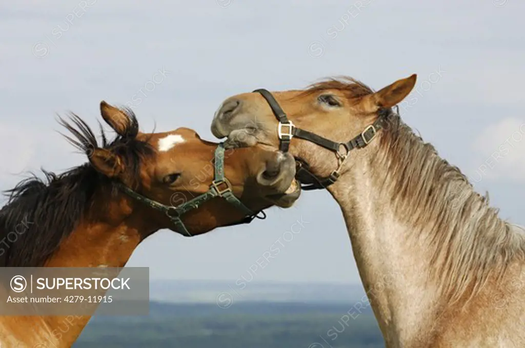 friendship - two Quarter Horses