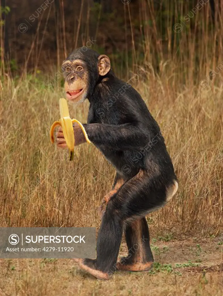 chimpanzee - with banana in hand