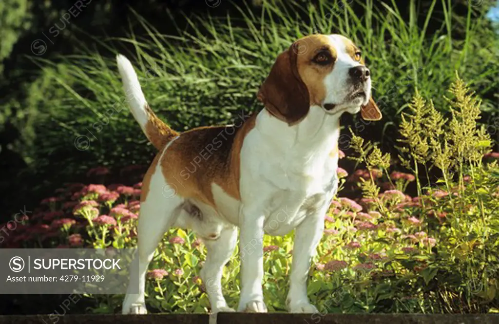 Beagle - standing in garden
