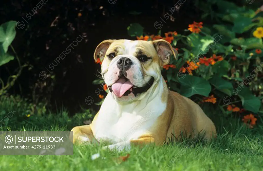 english bulldog - lying in garden