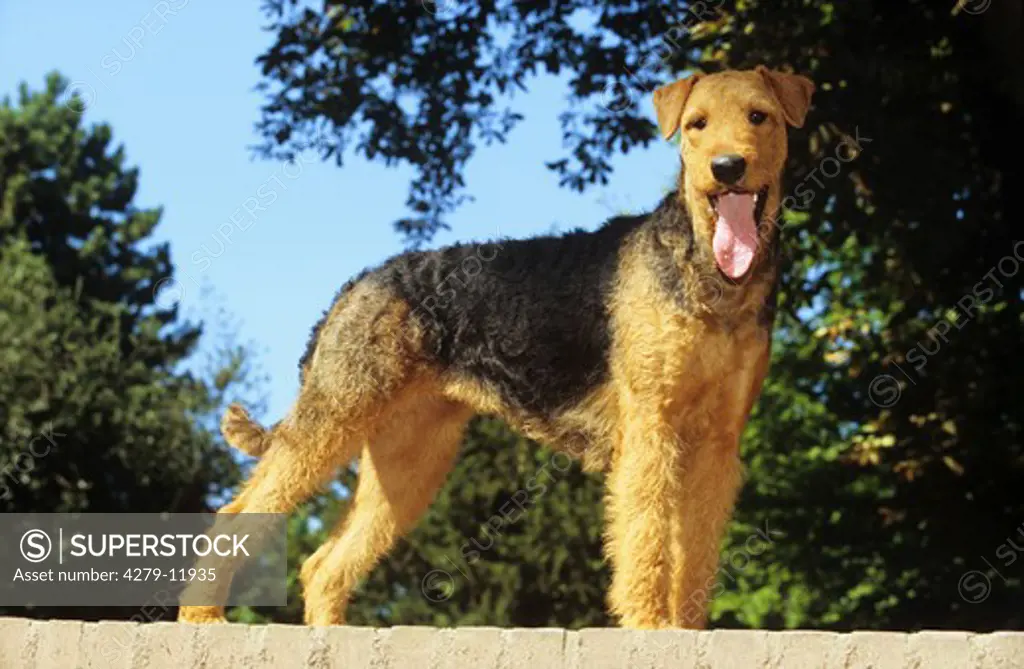 Airedale terrier - standing on mural