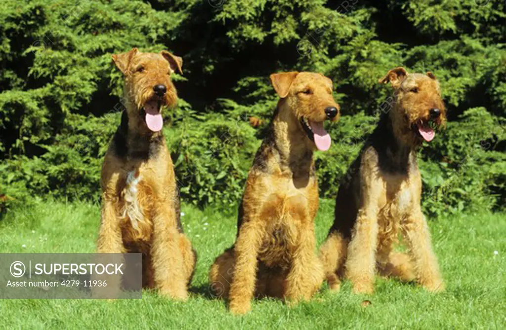 three airedale terrier - sitting on meadow