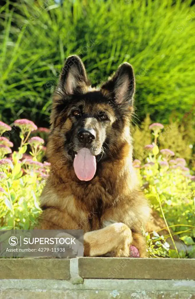 german shepherd dog - lying on mural