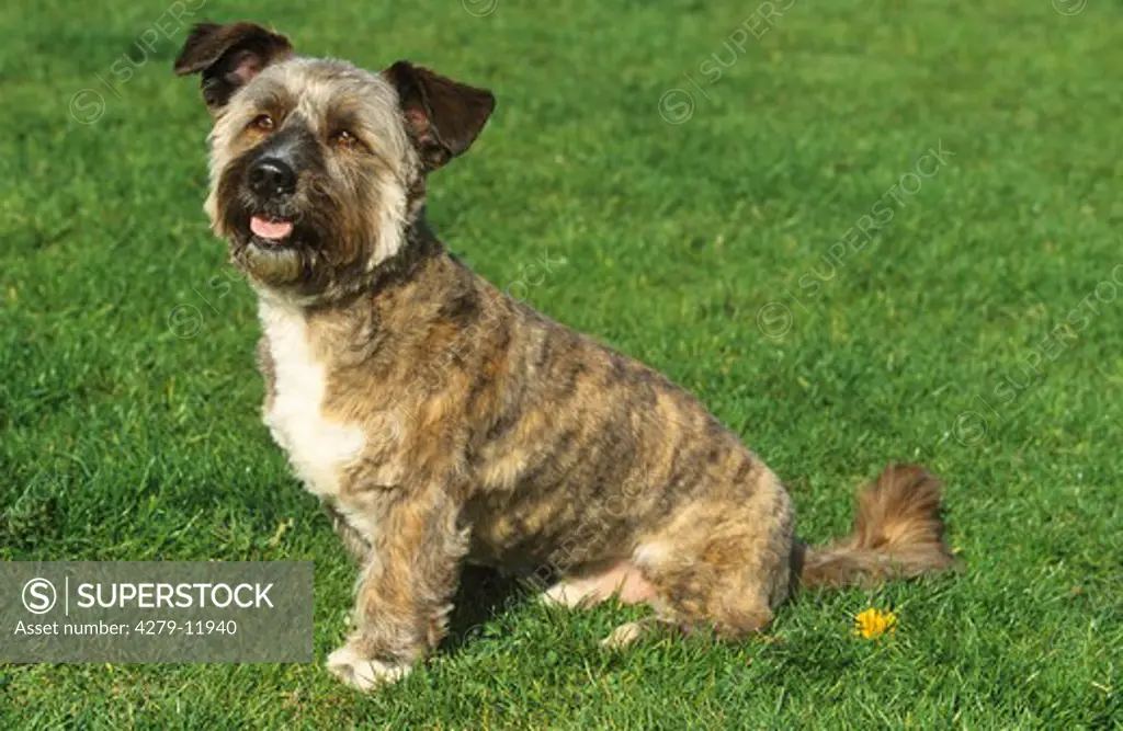 hybrid dog - cairn terrier, dachshund - sitting on meadow
