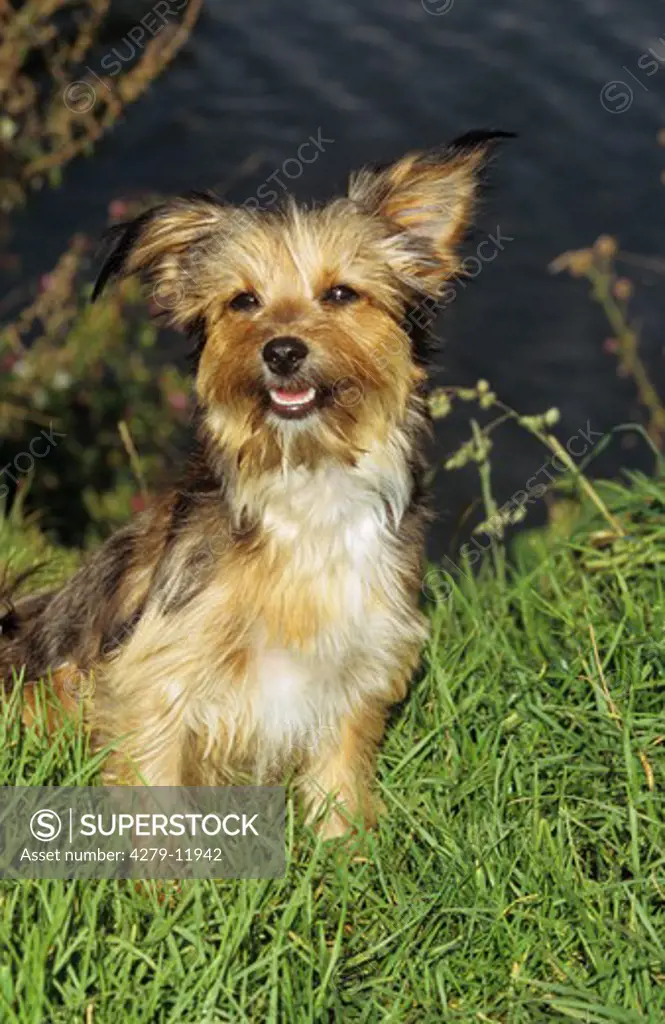 hybrid dog - yorkshire, maltese - sitting on meadow