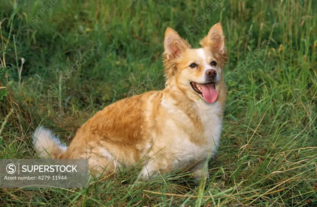 hybrid dog - dachshund, spitz - sitting on meadow
