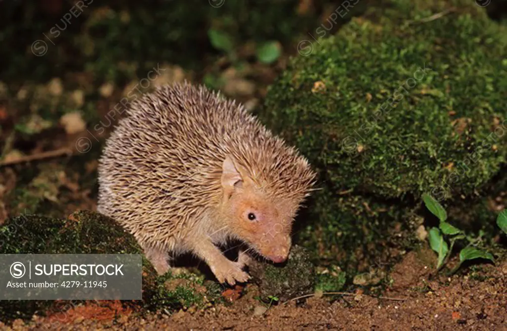 lesser hedgehog tenrec, echinops telfairi