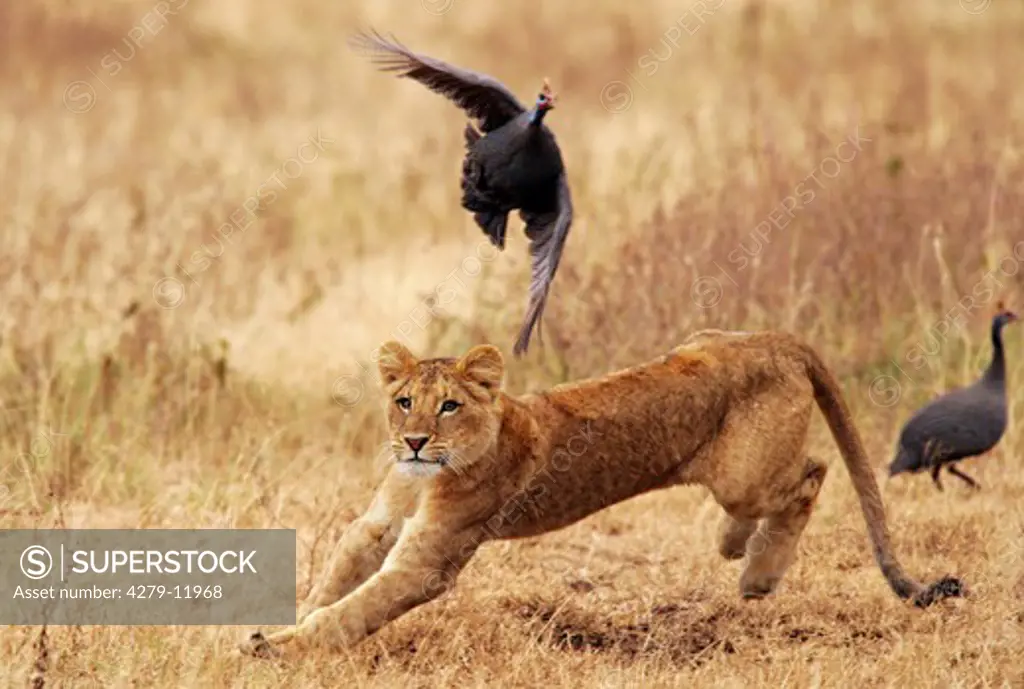 young lion - hunting flying bird, Panthera leo
