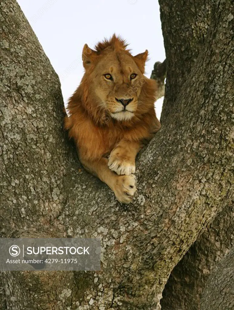 young lion - lying on tree , Panthera leo