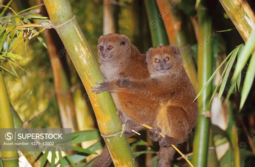 two gray gentle lemurs, lesser bamboo lemurs, Hapalemur griseus griseus