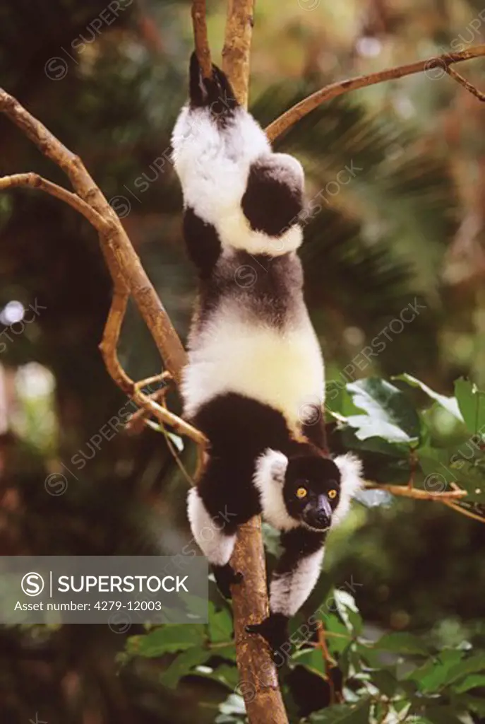 black & white ruffed lemur, lemur variegata variegata