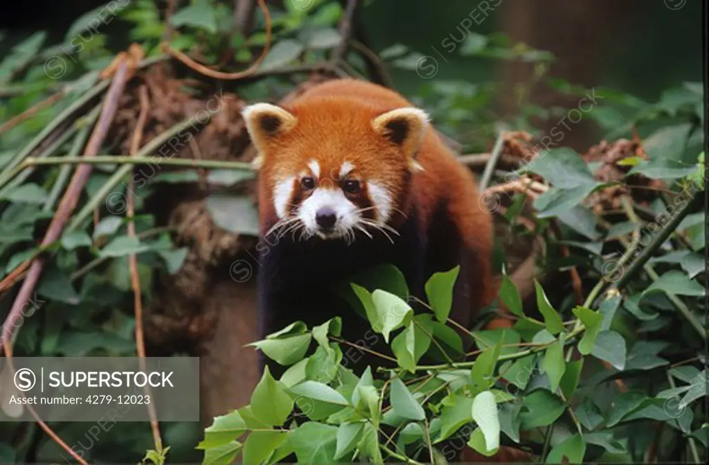 red panda - in tree, ailurus fulgens