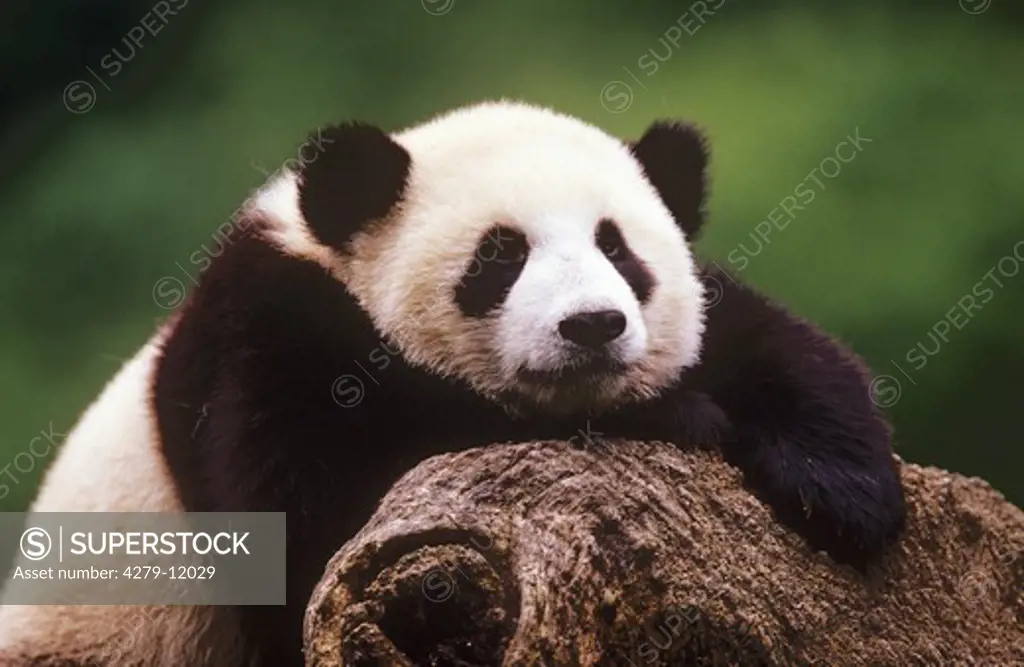 giant panda - on trunk, ailuropoda melanoleuca