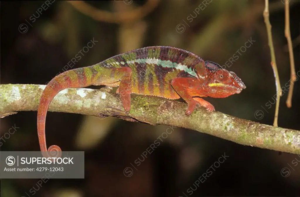 panther chameleon - on branch, furcifer pardalis