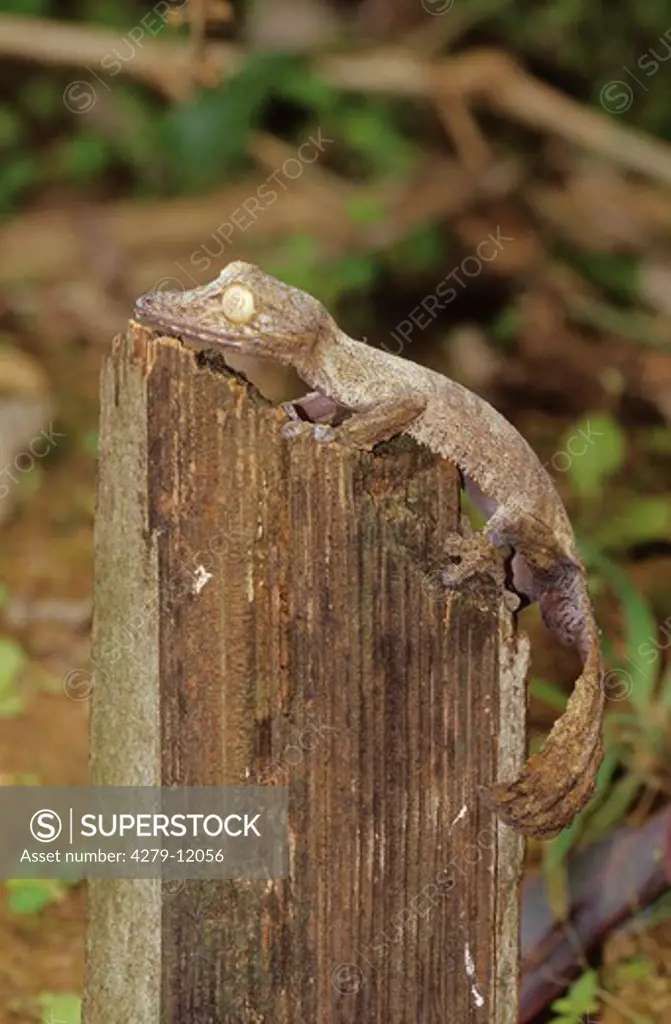 leaf-tailed gecko - on wooden slat, uroplatus fimbriatus