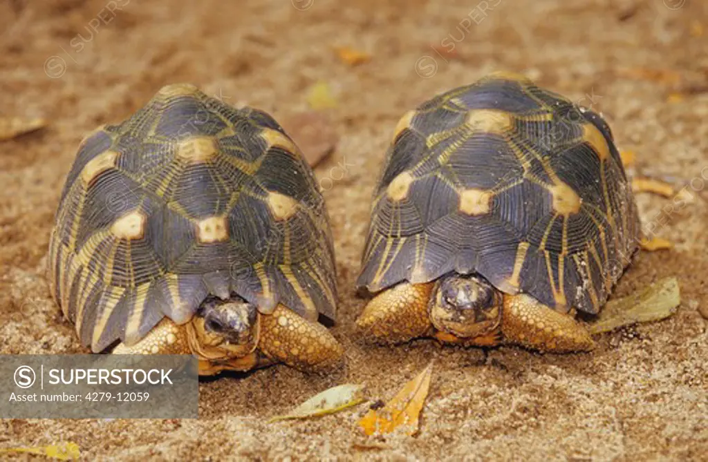 two radiated tortoises, geochelone radiata