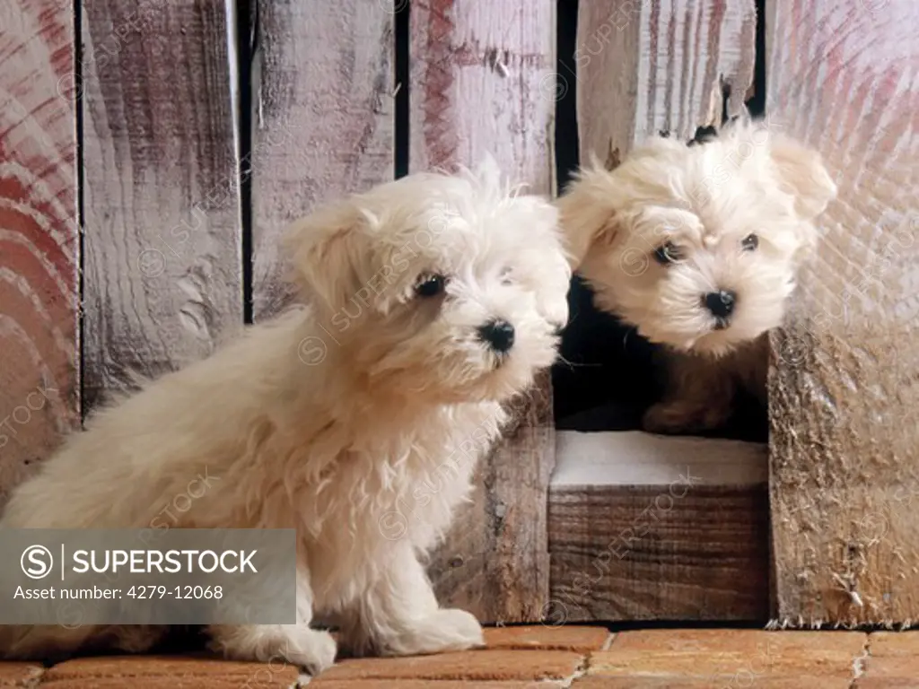 2 Maltese puppies at a wooden fence