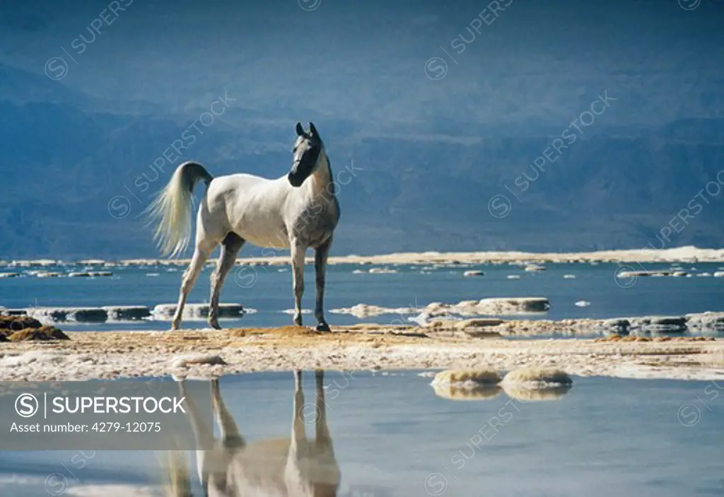 Andalusian horse on a sandbank