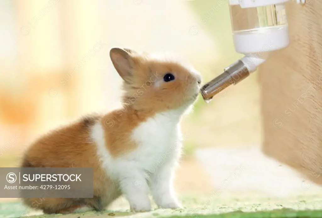 dwarf rabbit at drinking vessel