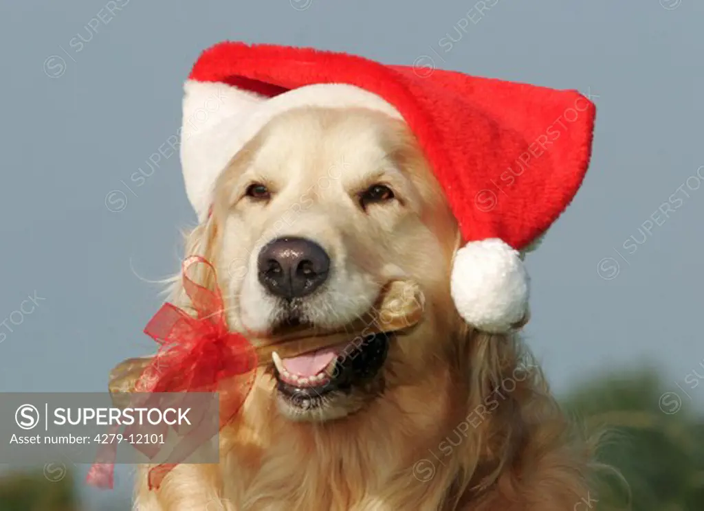 Christmas - Labrador with Santa Claus cap and dog biscuit