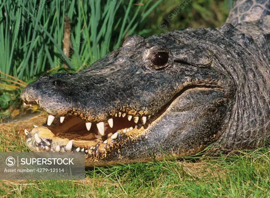 mugger crocodile - portrait, Crocodylus palustris