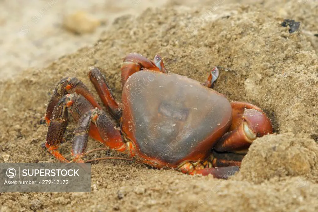 red claw crab, Sesarma bidens