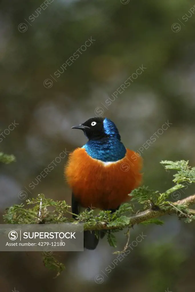 superb starling - on branch, Spreo superbus