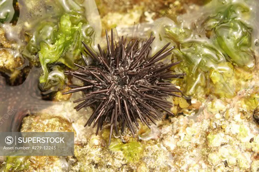 sea urchin in seaweed, Echinoidea